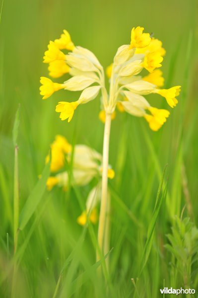 Gulden sleutelbloem