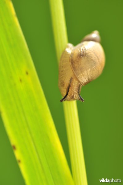 Barnsteenslakje