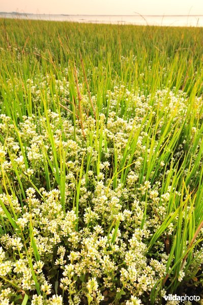 Echt lepelblad en Zeebies