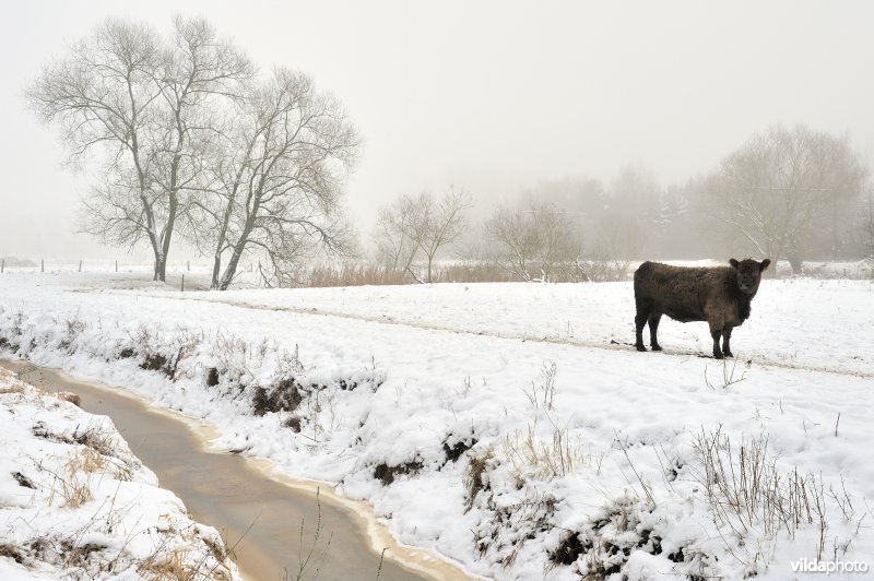 Galloways in de besneeuwde Demerbroeken