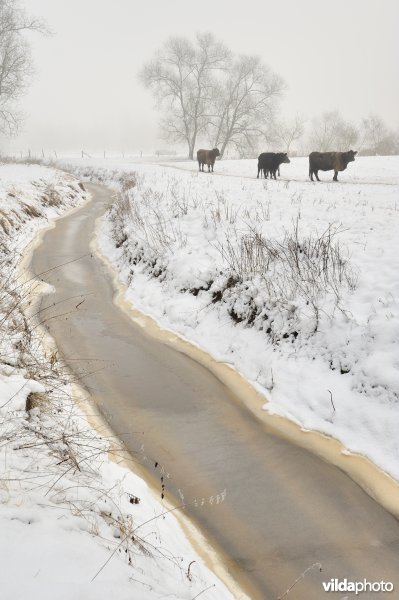 Galloways in de besneeuwde Demerbroeken