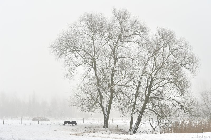 De besneeuwde Demerbroeken