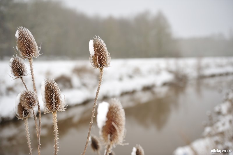 Kaardebol langs de Demer