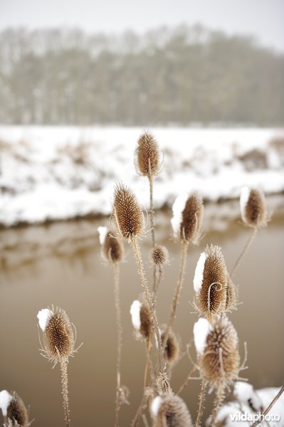 Kaardebol langs de Demer