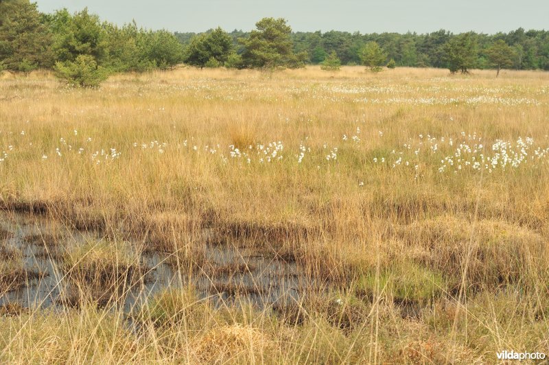 Veenpluis op de heide