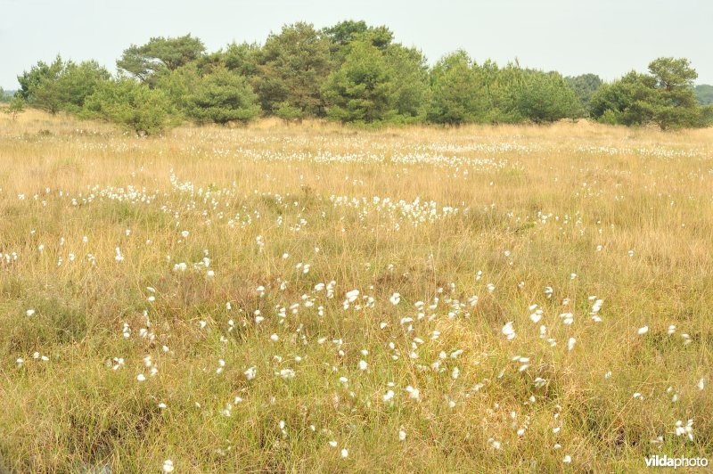 Veenpluis op de heide