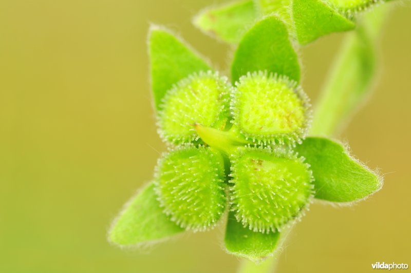 Vrucht van Veldhondstong