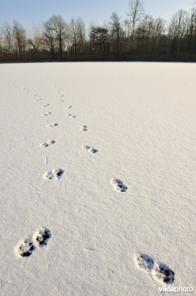 Pootafdrukjes in de sneeuw
