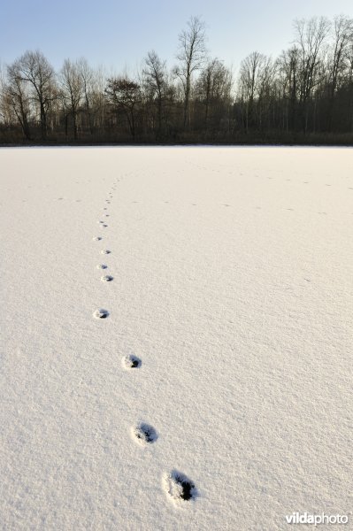 Pootafdrukjes in de sneeuw