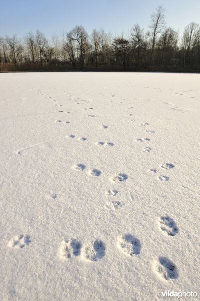 Pootafdrukjes in de sneeuw op bevroren meer