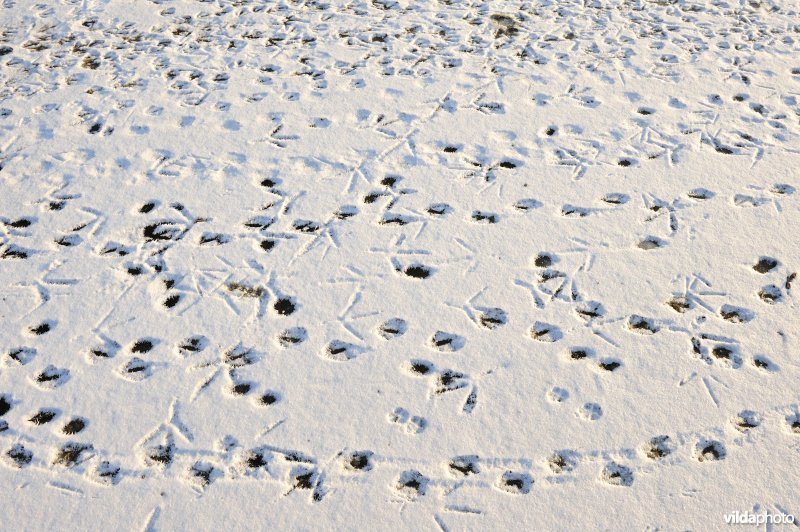 Sporen in de sneeuw