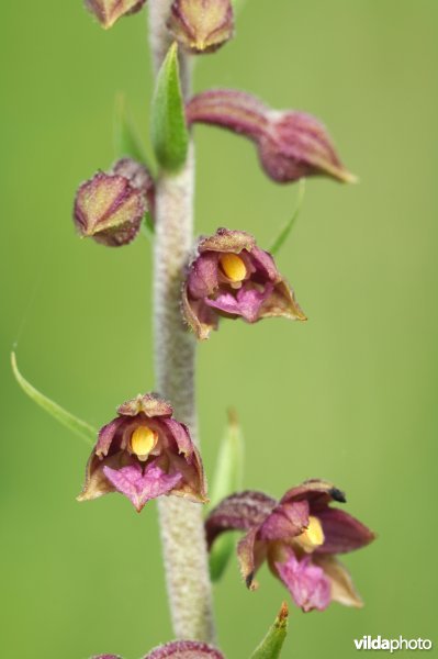 Roodbruine wespenorchis