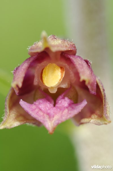 Roodbruine wespenorchis