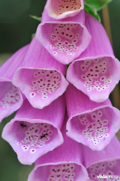  Bloempjes van vingerhoedskruid