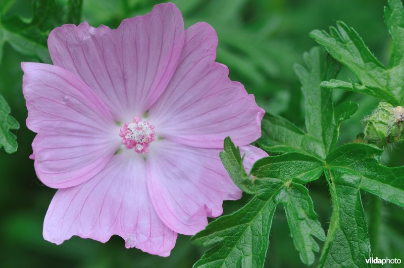 Bloemen van Muskuskaasjeskruid