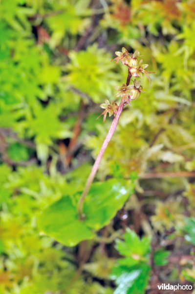 Kleine keverorchis