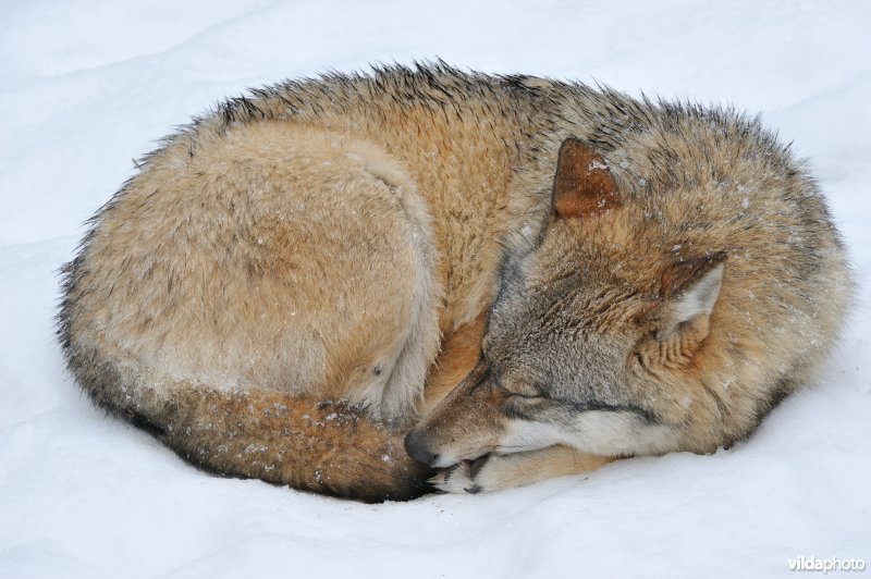 Slapende wolf