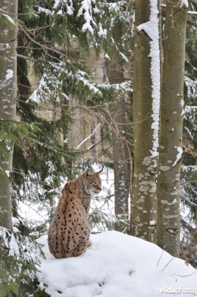 Lynx in fijnsparbos
