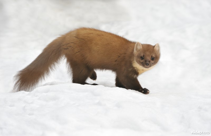 Boommarter in de sneeuw