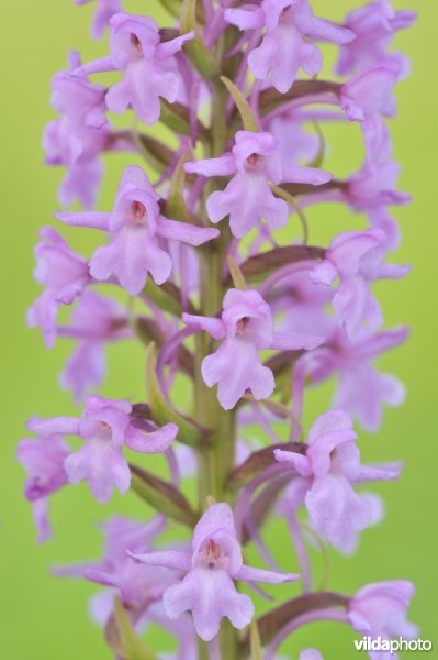 Grote muggenorchis