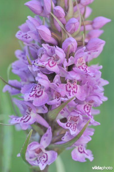 Vleeskleurige orchis