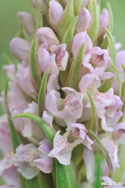 Vleeskleurige orchis