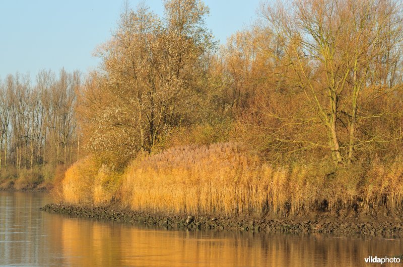Steenstort op de Schelde oever