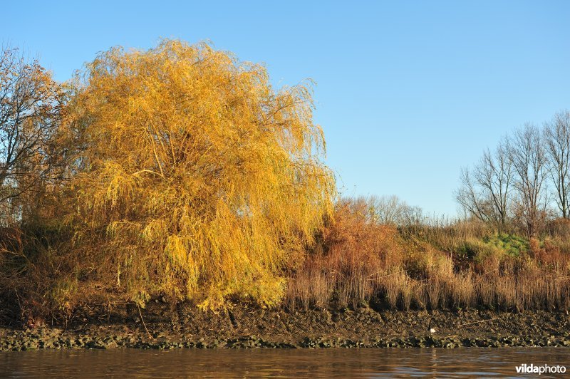 Steenstort op de Schelde oever