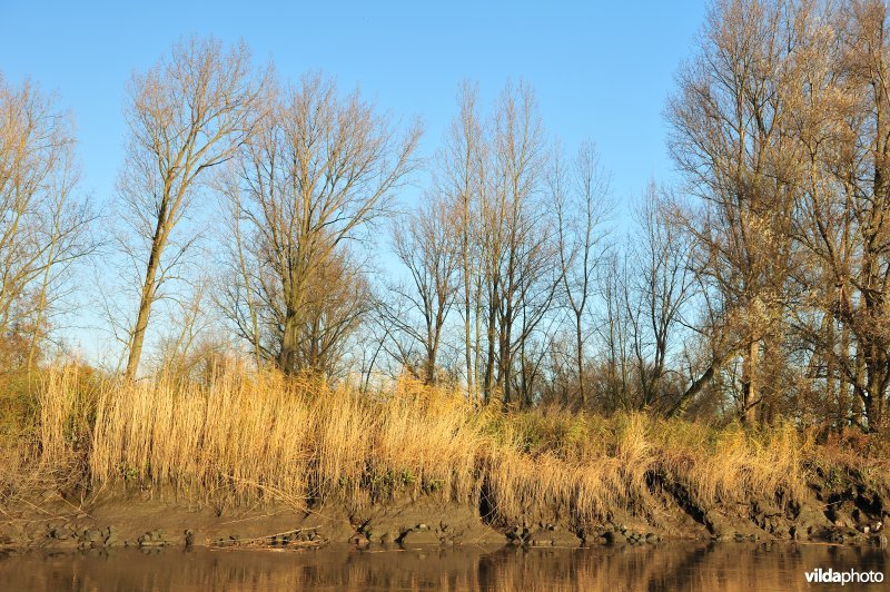 Steenstort op de Schelde oever