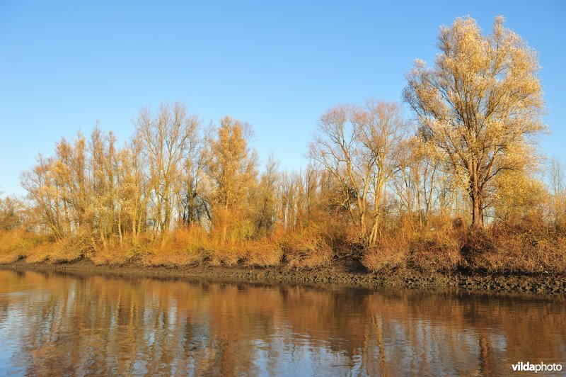Steenstort op de Schelde oever