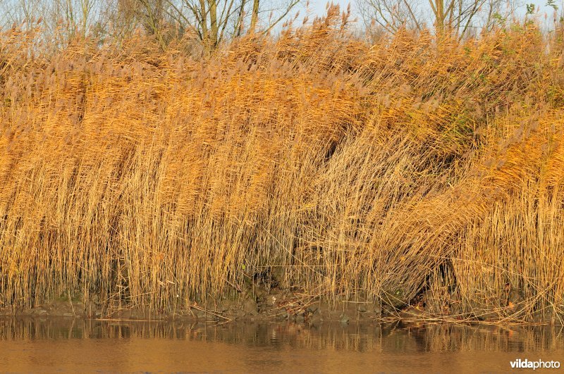 Oevererosie langs de Schelde