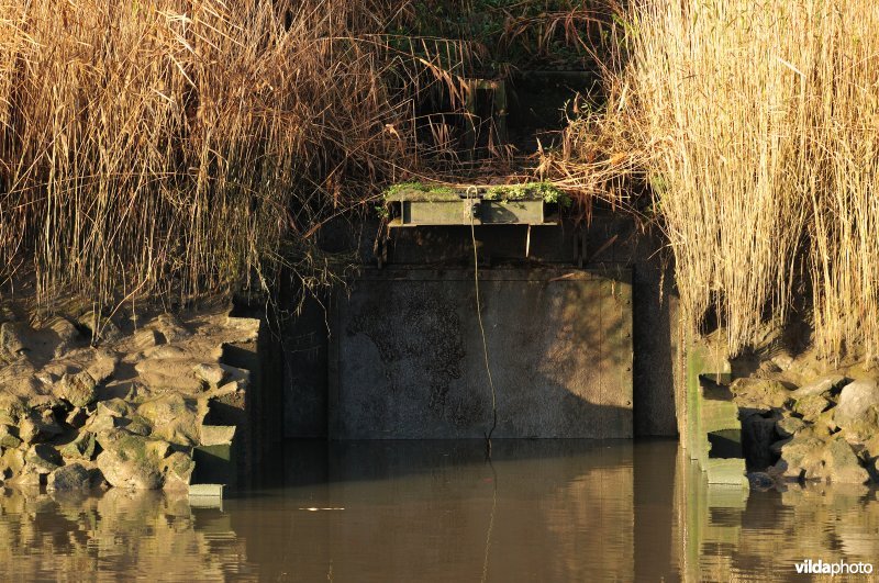 Overstort op de Schelde