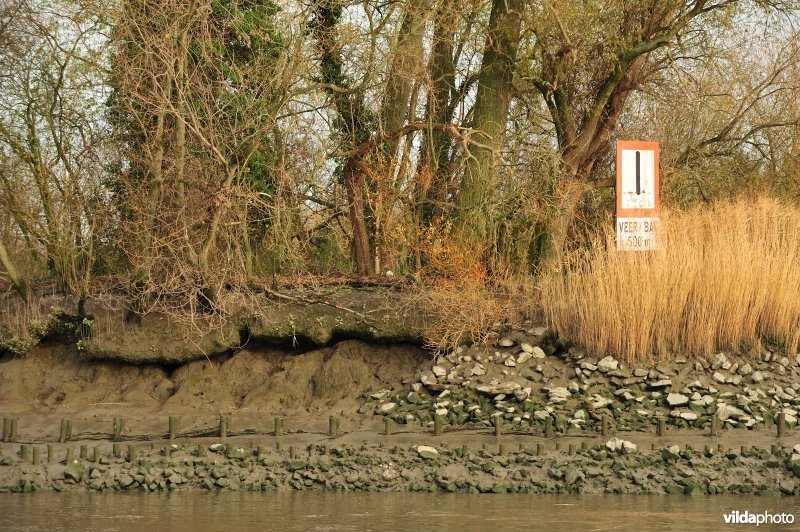 Oevererosie langs de Schelde