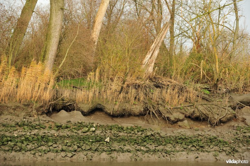 Oevererosie langs de Schelde