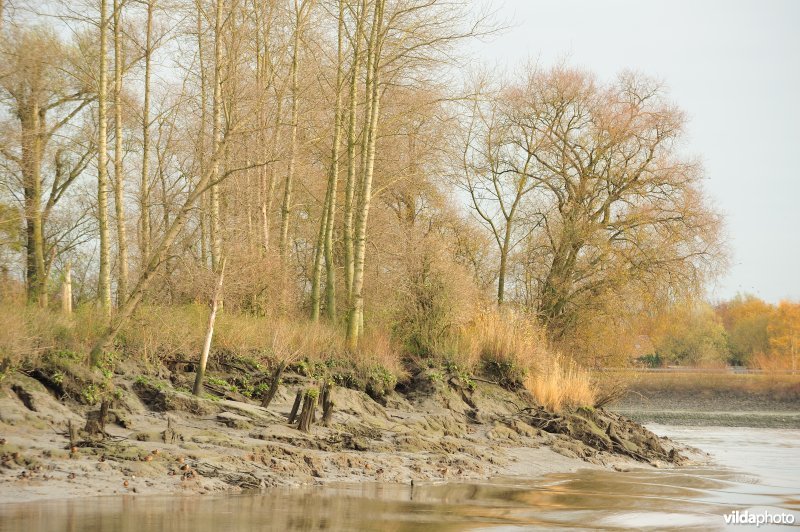 Oevererosie langs de Schelde