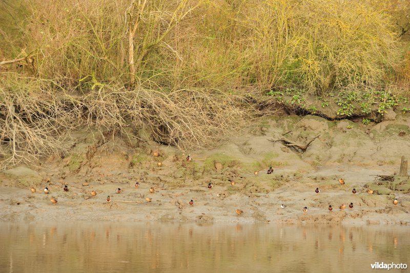 Oevererosie langs de Schelde