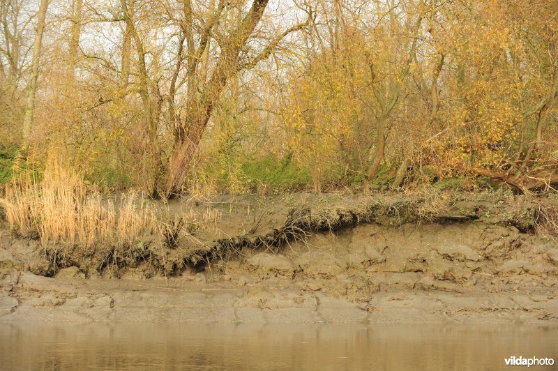 Oevererosie langs de Schelde