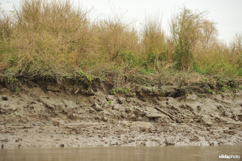 Oevererosie langs de Schelde