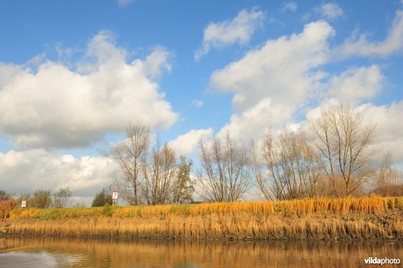 Riet op de Schelde oever
