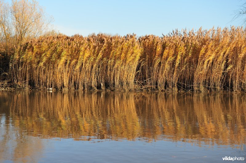 Riet op de Schelde oever