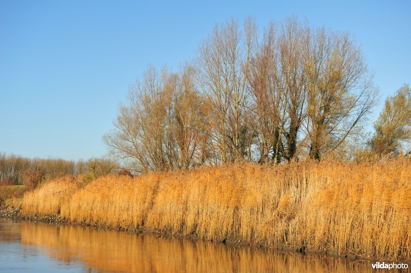 Riet op de Schelde oever