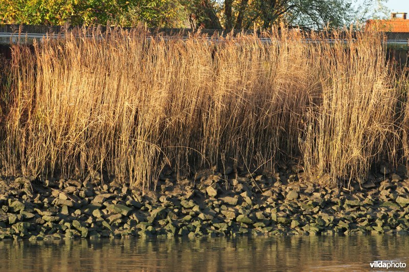 Steenstort op de Schelde oever