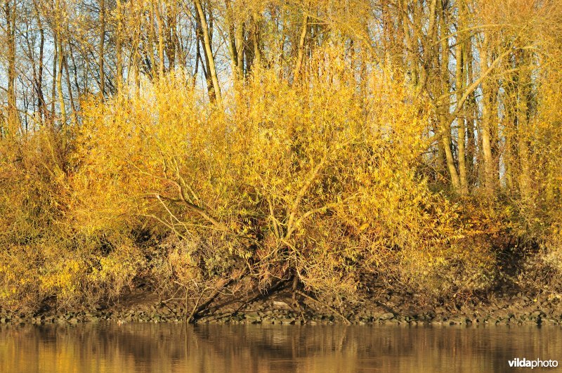 Wilgen langs de oever van de Schelde