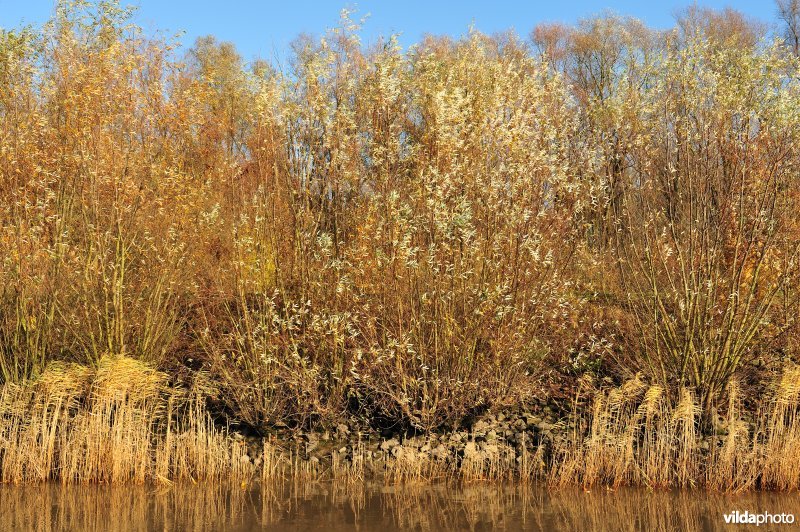 Wilgen langs de oever van de Schelde