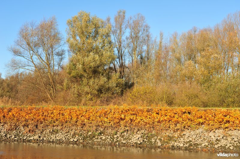 Steenslag en Japanse Duizendknoop