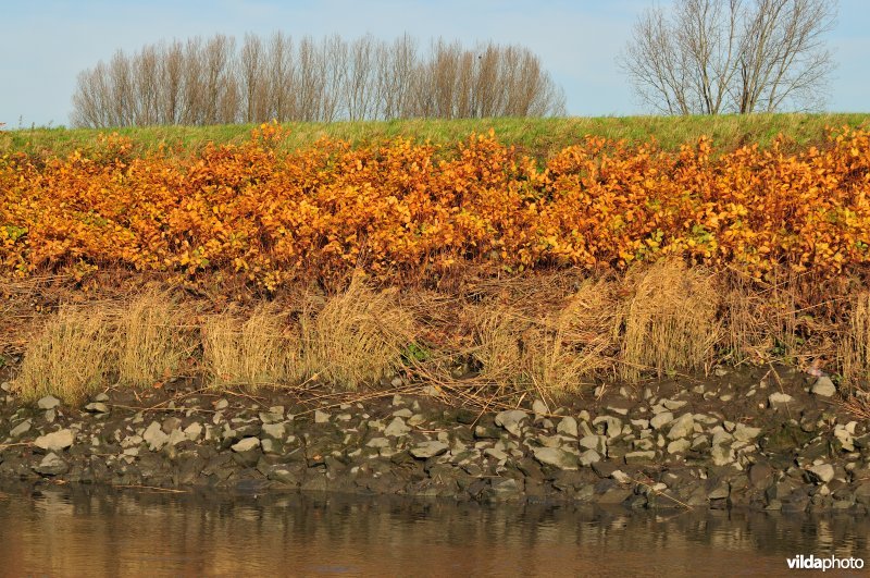 Japanse duizendknoop langs de Schelde