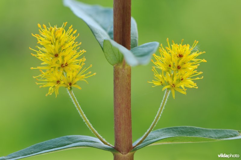 Bloem van moeraswederik