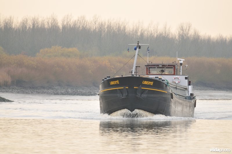 Vrachtboot op de Schelde