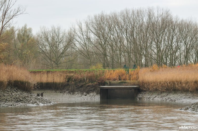 Overstort op de Schelde
