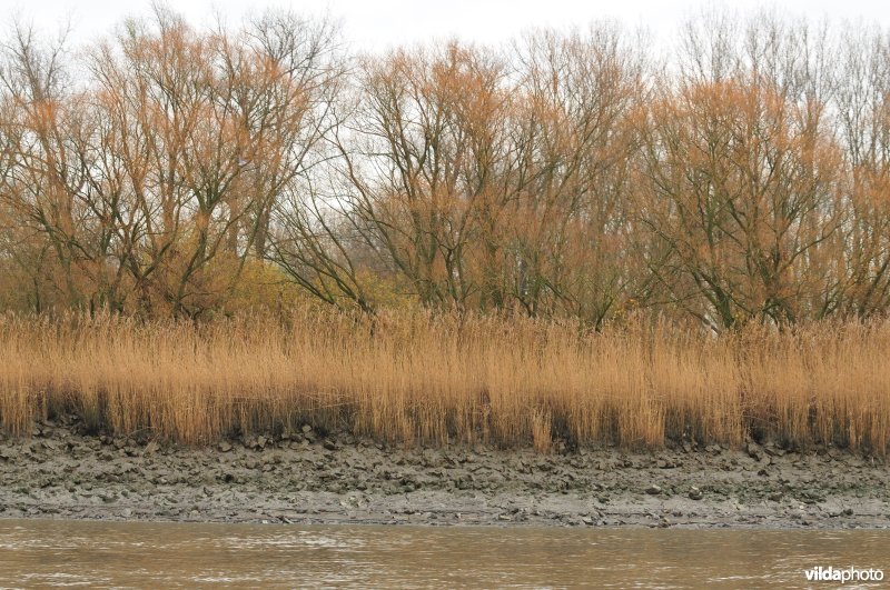 Schelde met steenstortoever